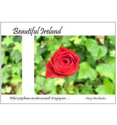 Beautiful Irish Rose
