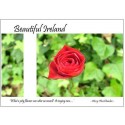 Beautiful Irish Rose greeting card
