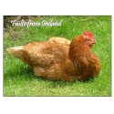 Our Famous Chicken greeting card
