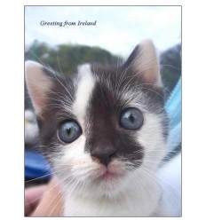 Irish Kitty greeting card