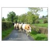 Traffic Jam in Ireland card