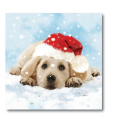 Dog Christmas Cards - Irish Cancer Society