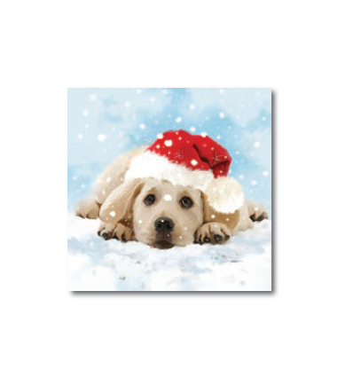 Dog Christmas Cards - Irish Cancer Society