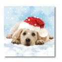 Dog Christmas Cards - Irish Cancer Society