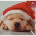 Irish Cancer Society - Puppy Christmas Cards