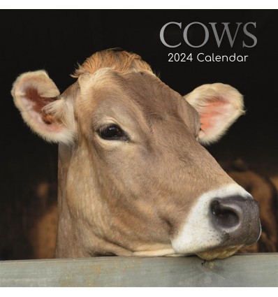 Calendar 2024 Cows