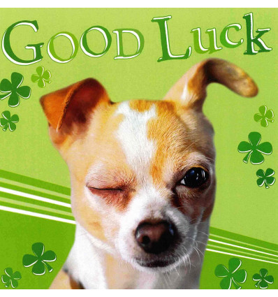 Funny animal card Good Luck