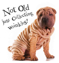 Funny animal card Not Old Just Collection Wrinkles!