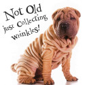 Funny animal card Not Old Just Collection Wrinkles!
