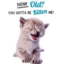 Funny animal card Kitten Birthday!