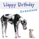 Funny animal card Grandson Birthday!