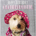Funny animal card Happy Birthday Granddaughter!